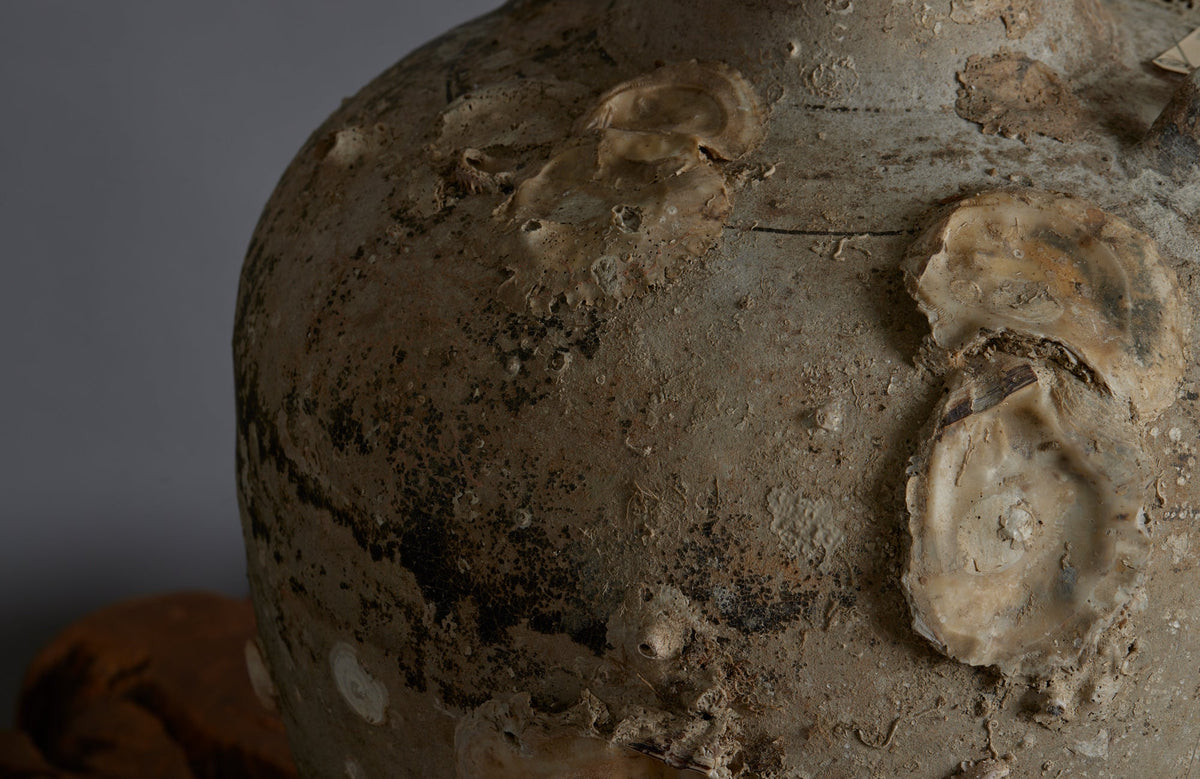 Extra Large Sawankhalok Shipwreck Pot with Oyster Shell Encrustations - detail