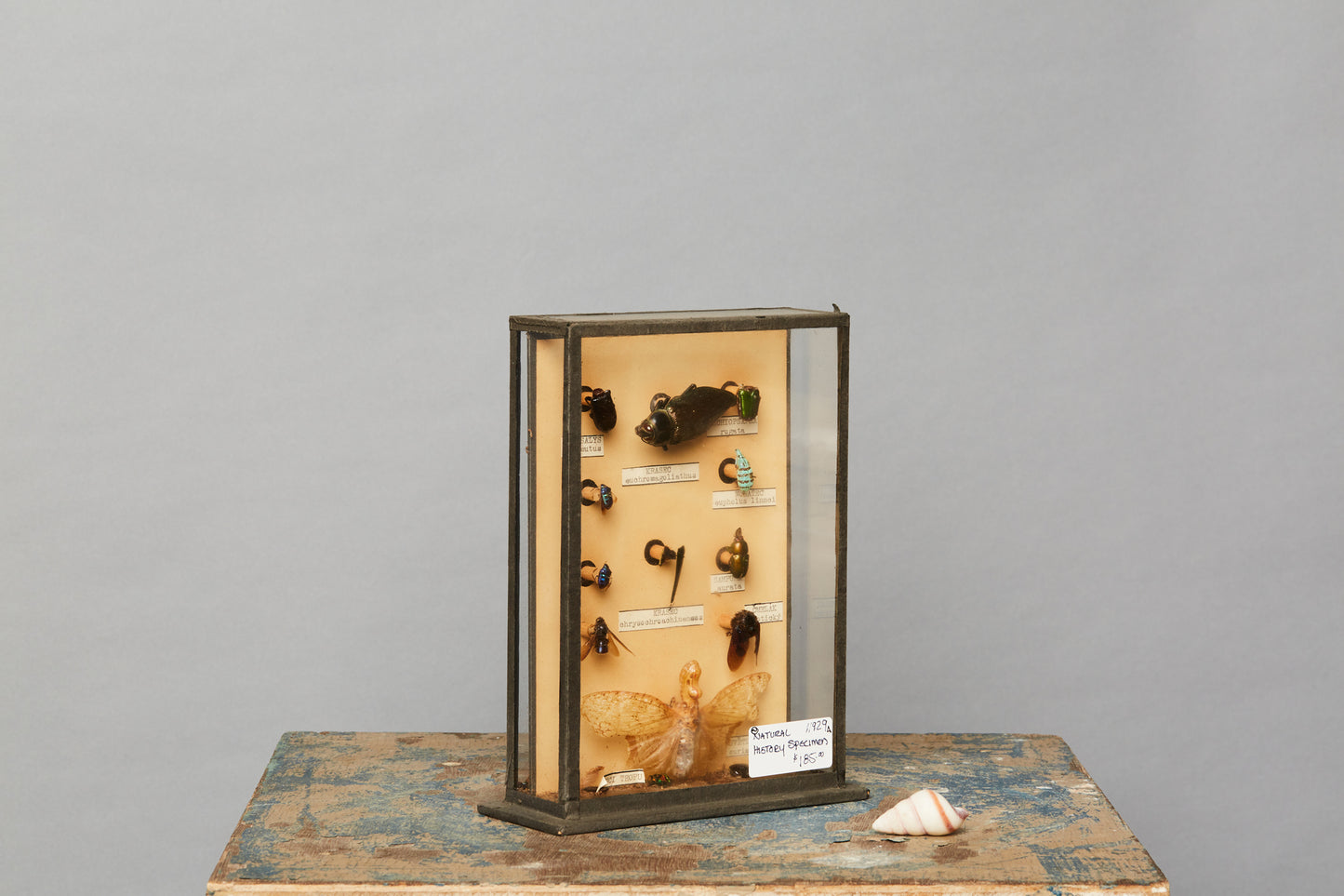 Mounted Beetle Collection from a Hungarian Natural History Museum