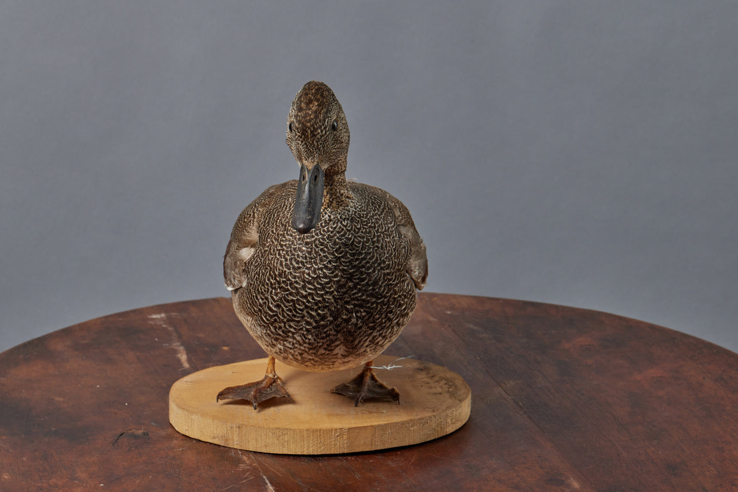 French Sea-Faring Mounted Duck