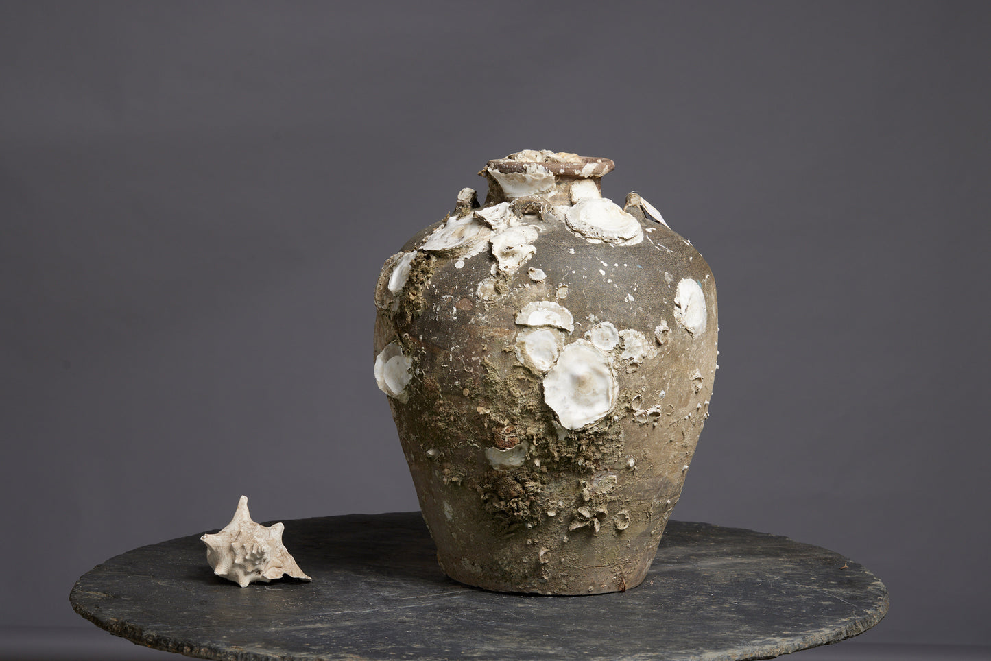 Very Large Shell Encrusted Sawankhalok Shipwreck Pot found off the Coast of Sumatra