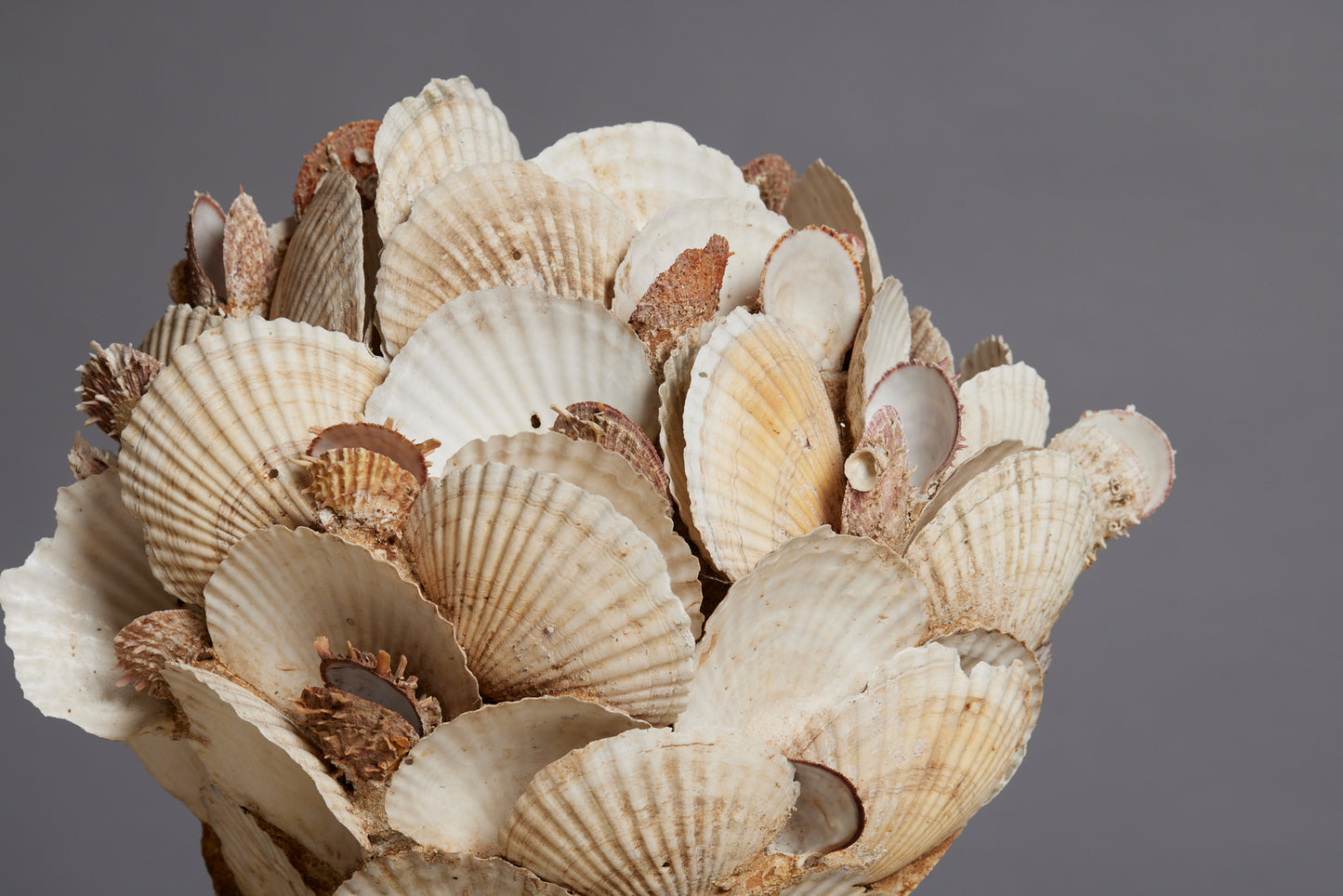 Large Scallop Encrusted Vessel