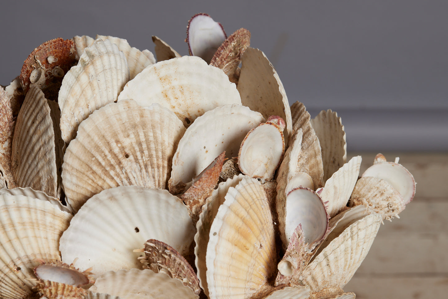 Large Scallop Encrusted Vessel