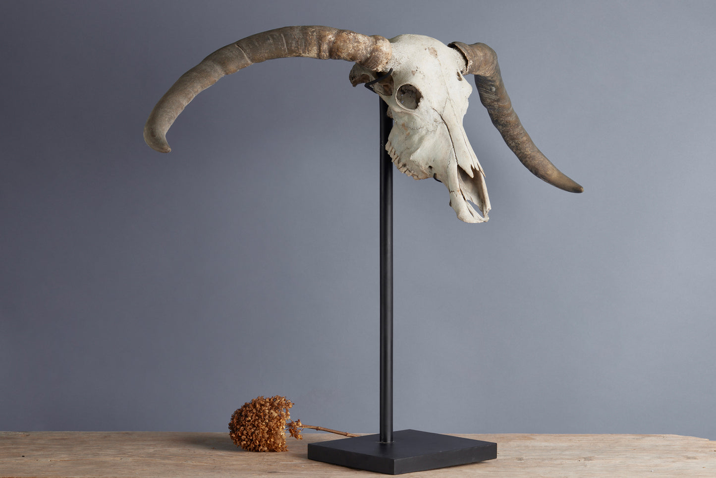 Mounted Water Buffalo Skull from the Island of Flores