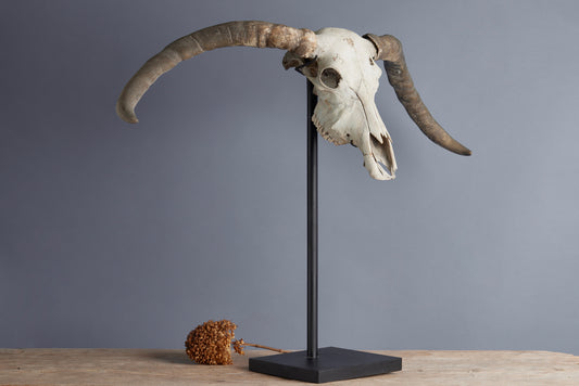 Mounted Water Buffalo Skull from the Island of Flores
