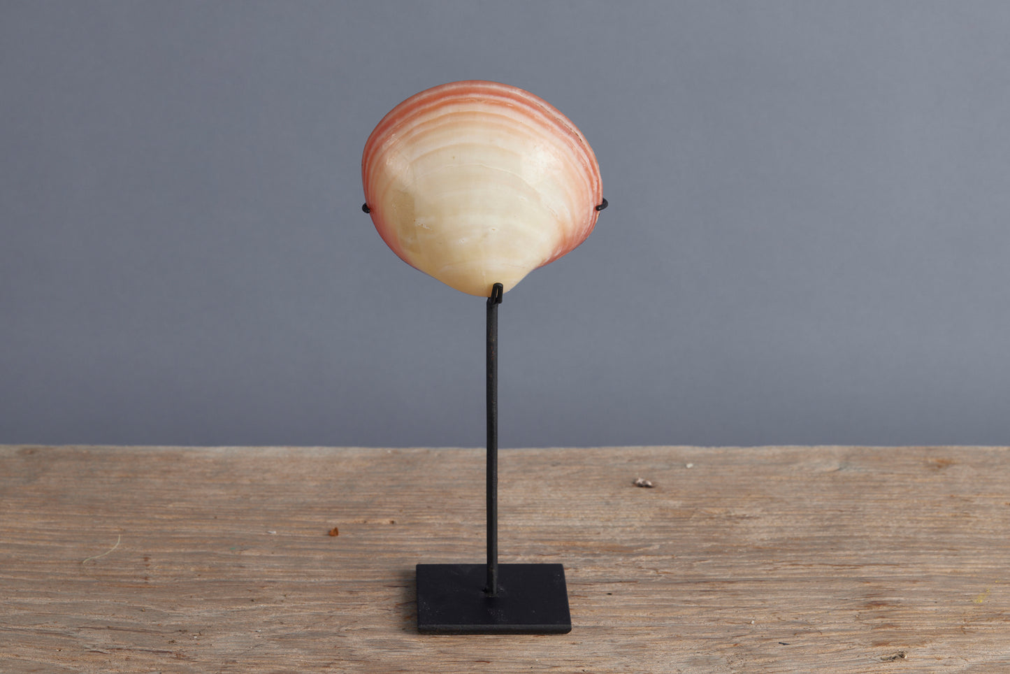Mounted Polished Pink Clam from Sulawesi