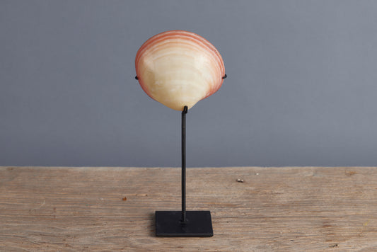 Mounted Polished Pink Clam from Sulawesi