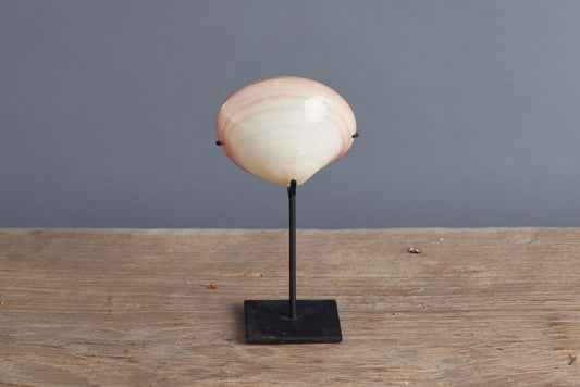 Mounted Polished Pink Clam from Sulawesi