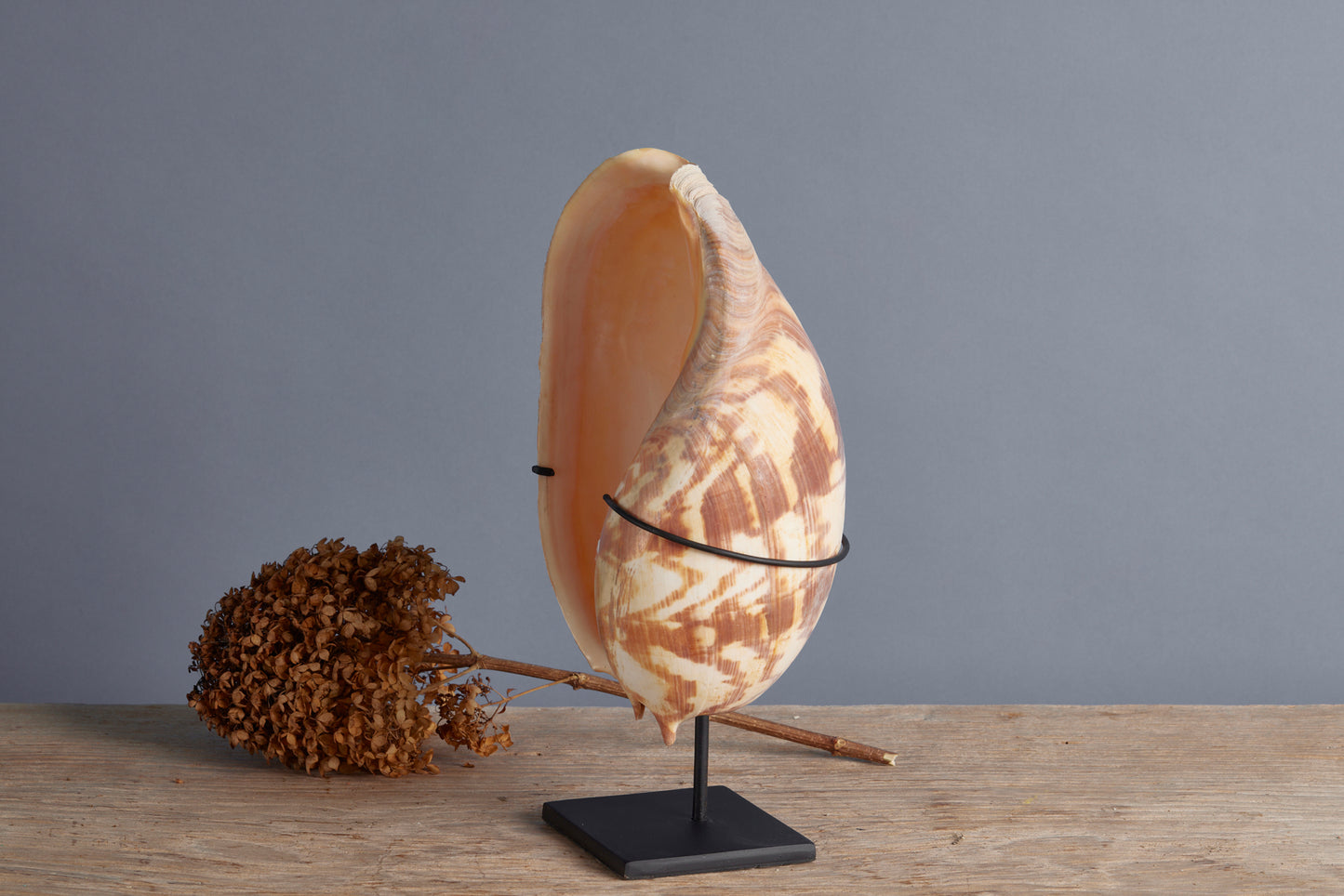 Large Mounted Brown & White Welk
