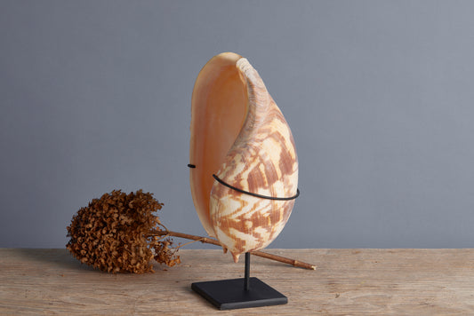 Large Mounted Brown & White Welk