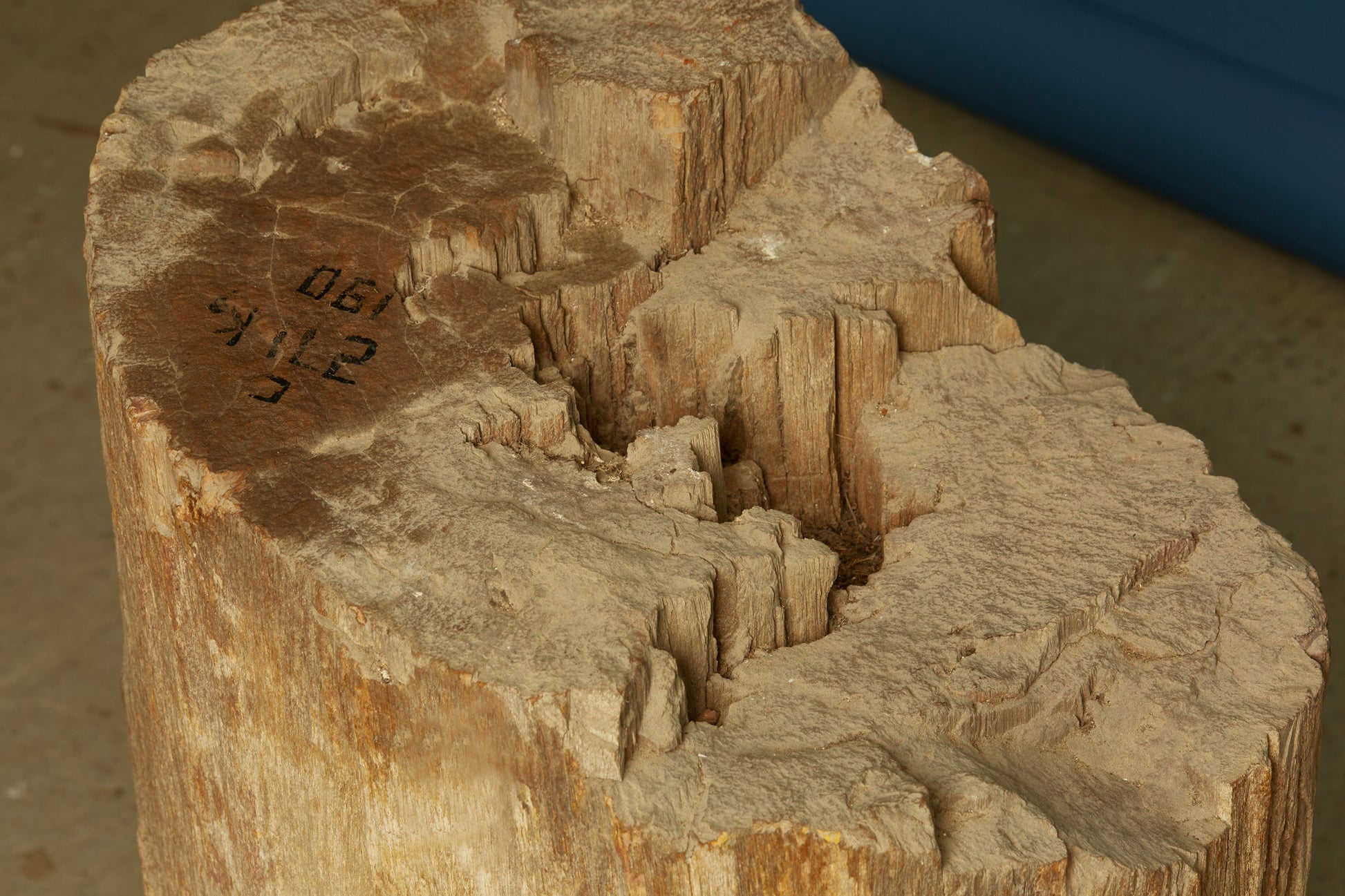 petrified-log