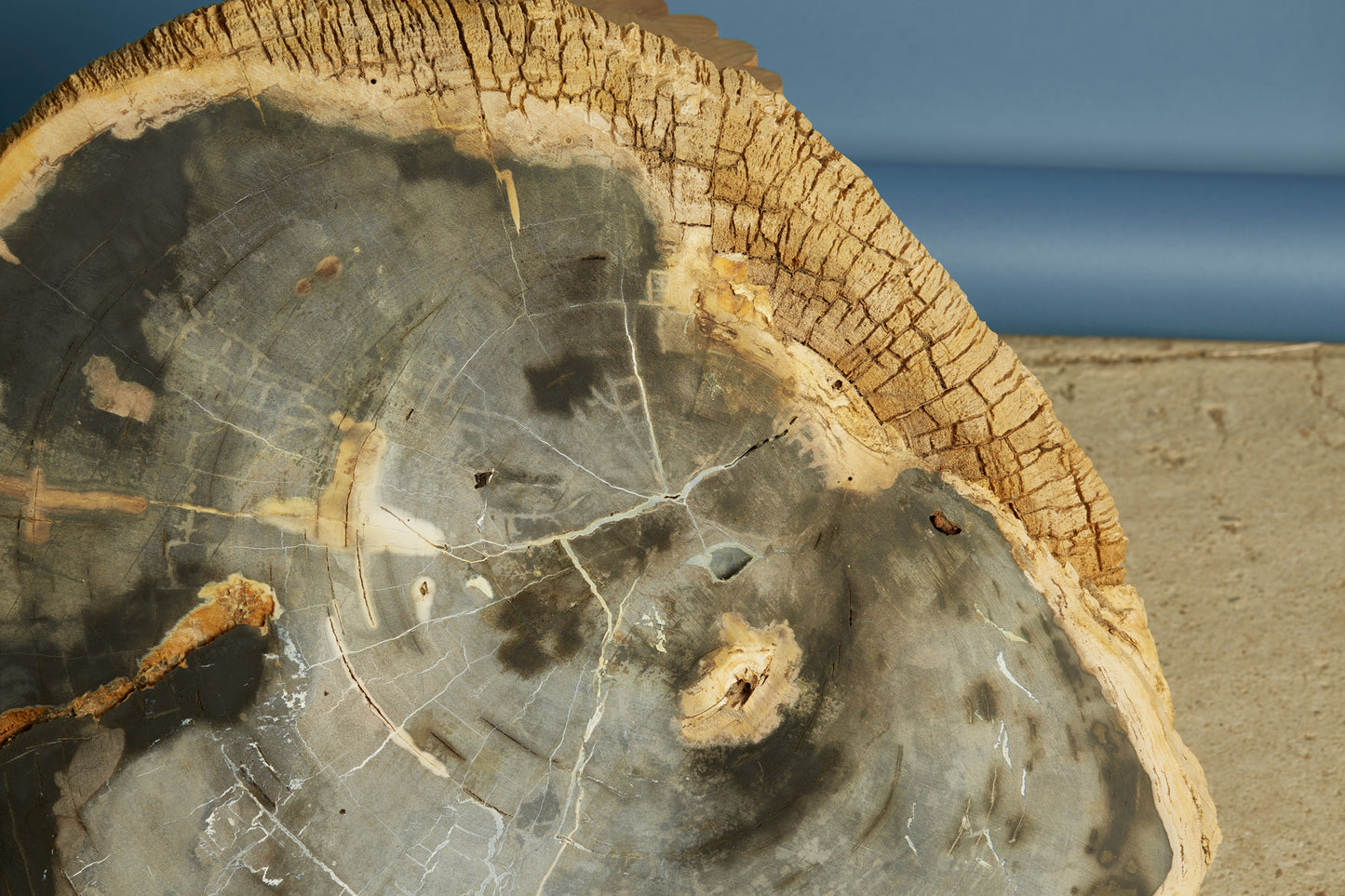 Large Black & Cream Colored Slice of Petrified Wood from Borneo