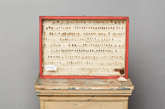 French Beetle Collection from Avignon