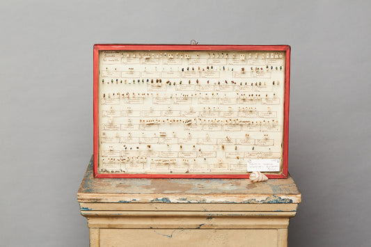 French Beetle Collection from Avignon