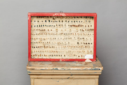 French Beetle Collection from Avignon