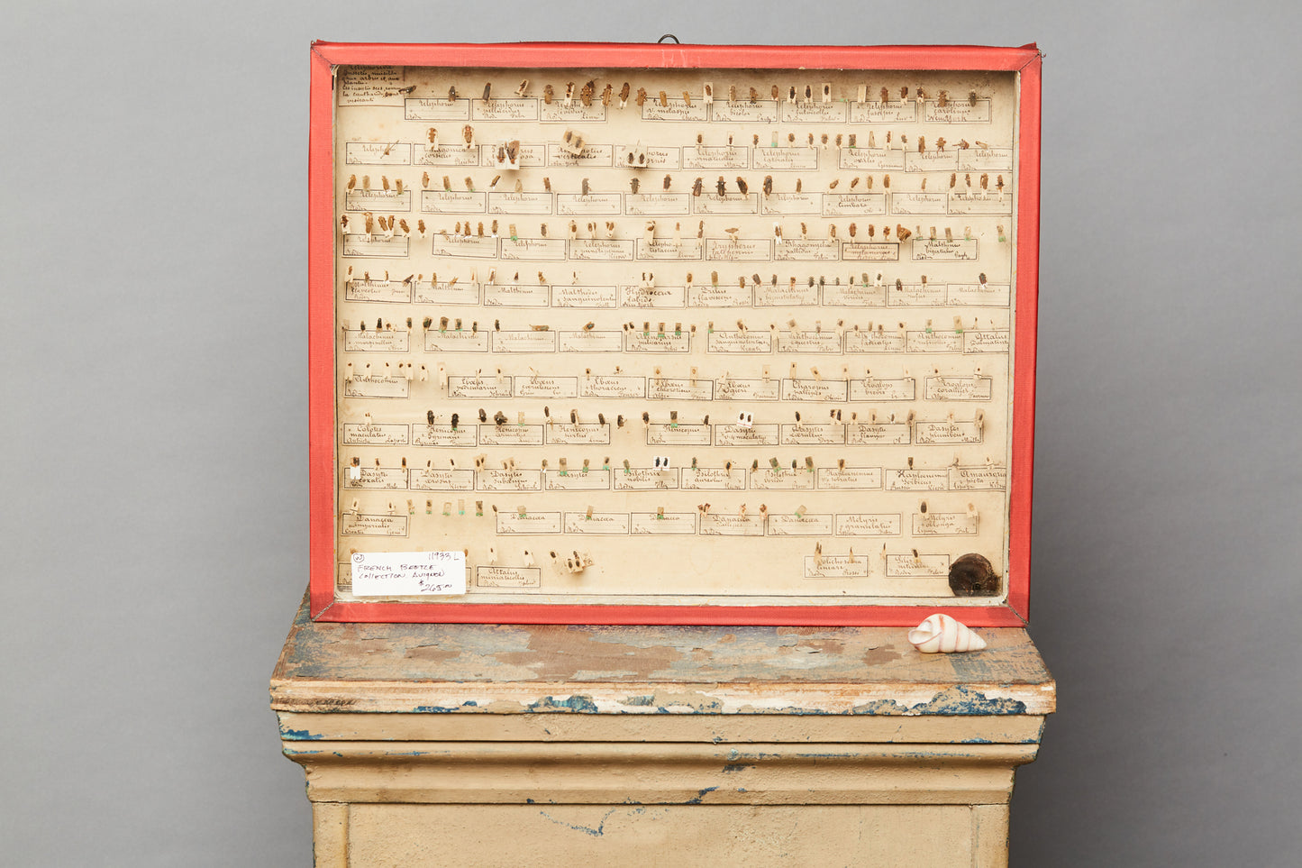 French Beetle Collection from Avignon