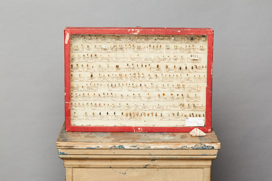 French Beetle Collection from Avignon