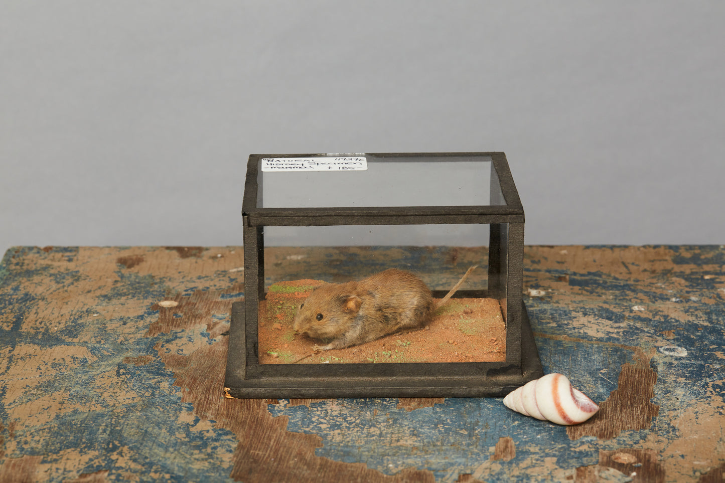 Mammal from a Natural History Museum in Hungary