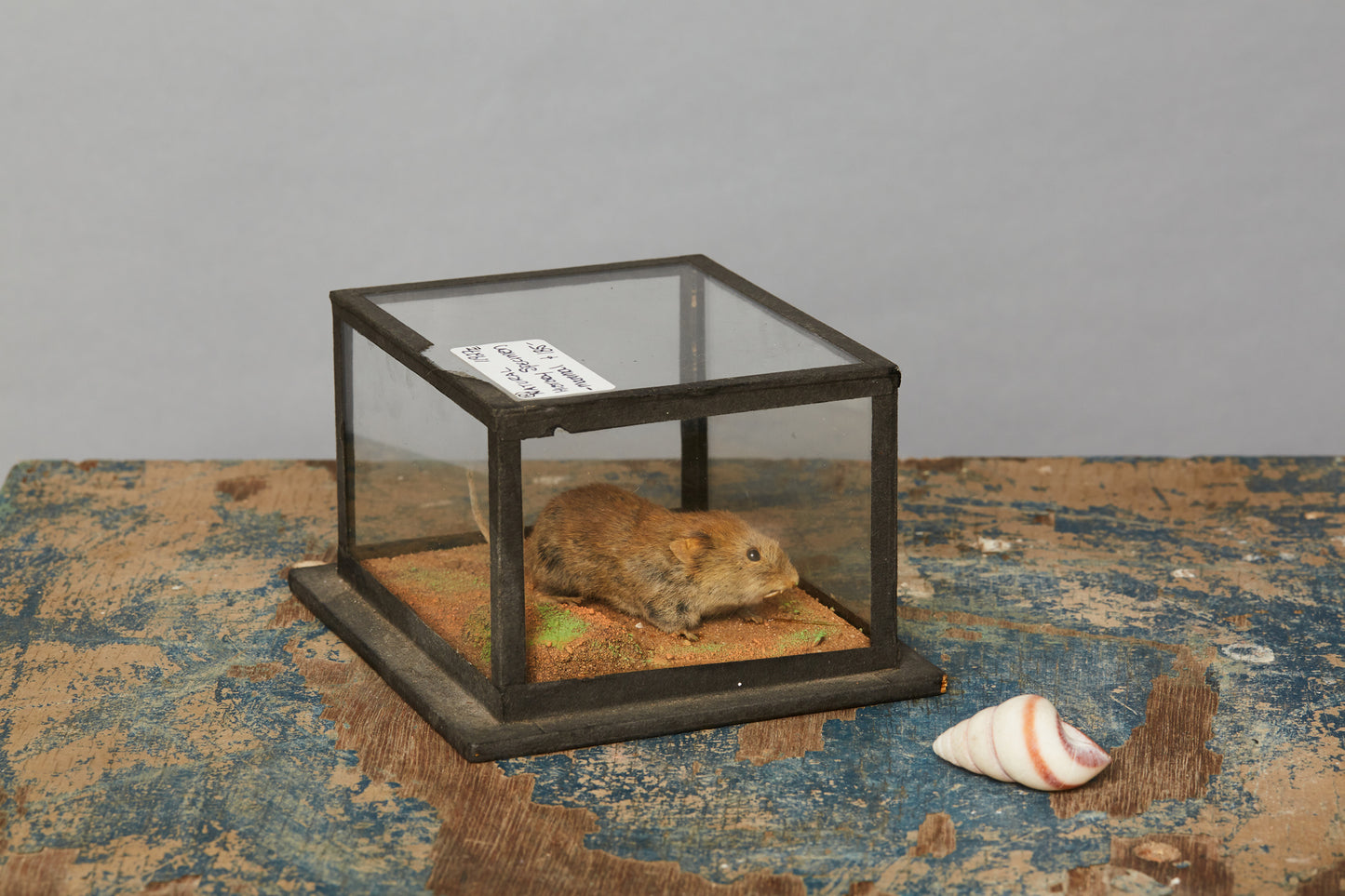 Mammal from a Natural History Museum in Hungary