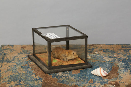 Mammal from a Natural History Museum in Hungary