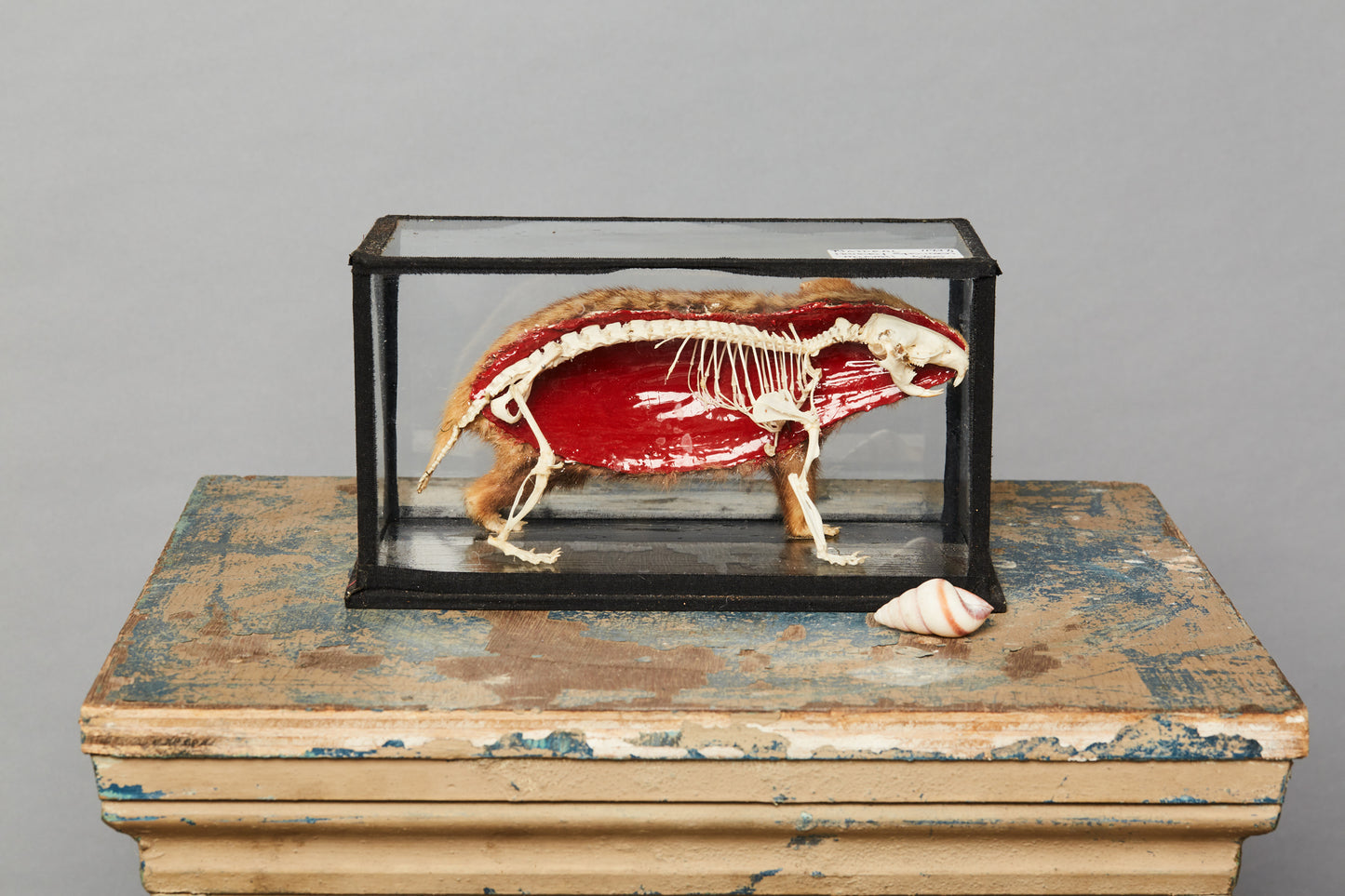 Teaching Model of Mammal from a Natural History Museum in Hungary