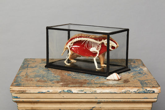 Teaching Model of Mammal from a Natural History Museum in Hungary