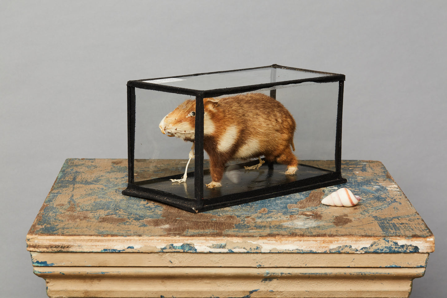Teaching Model of Mammal from a Natural History Museum in Hungary