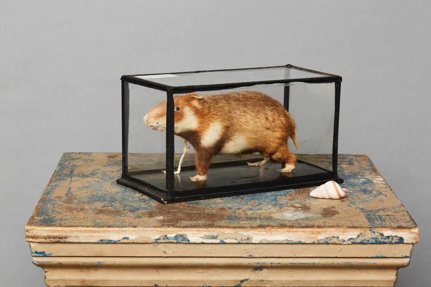 Teaching Model of Mammal from a Natural History Museum in Hungary