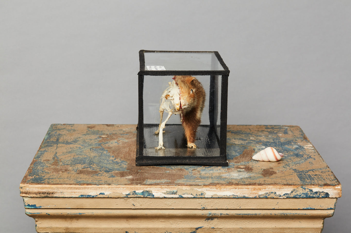 Teaching Model of Mammal from a Natural History Museum in Hungary