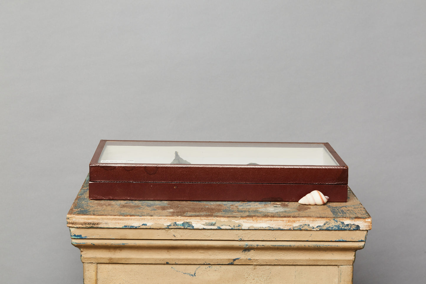 French Bug Box of Rhinoceros